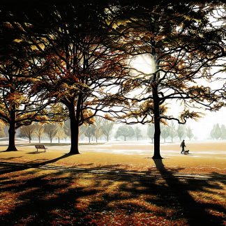 Autumn Morning, Hagley Park