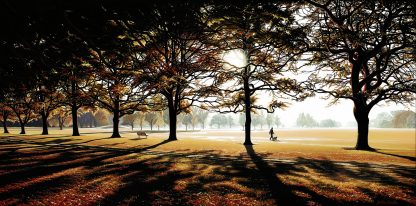 Autumn Morning, Hagley Park